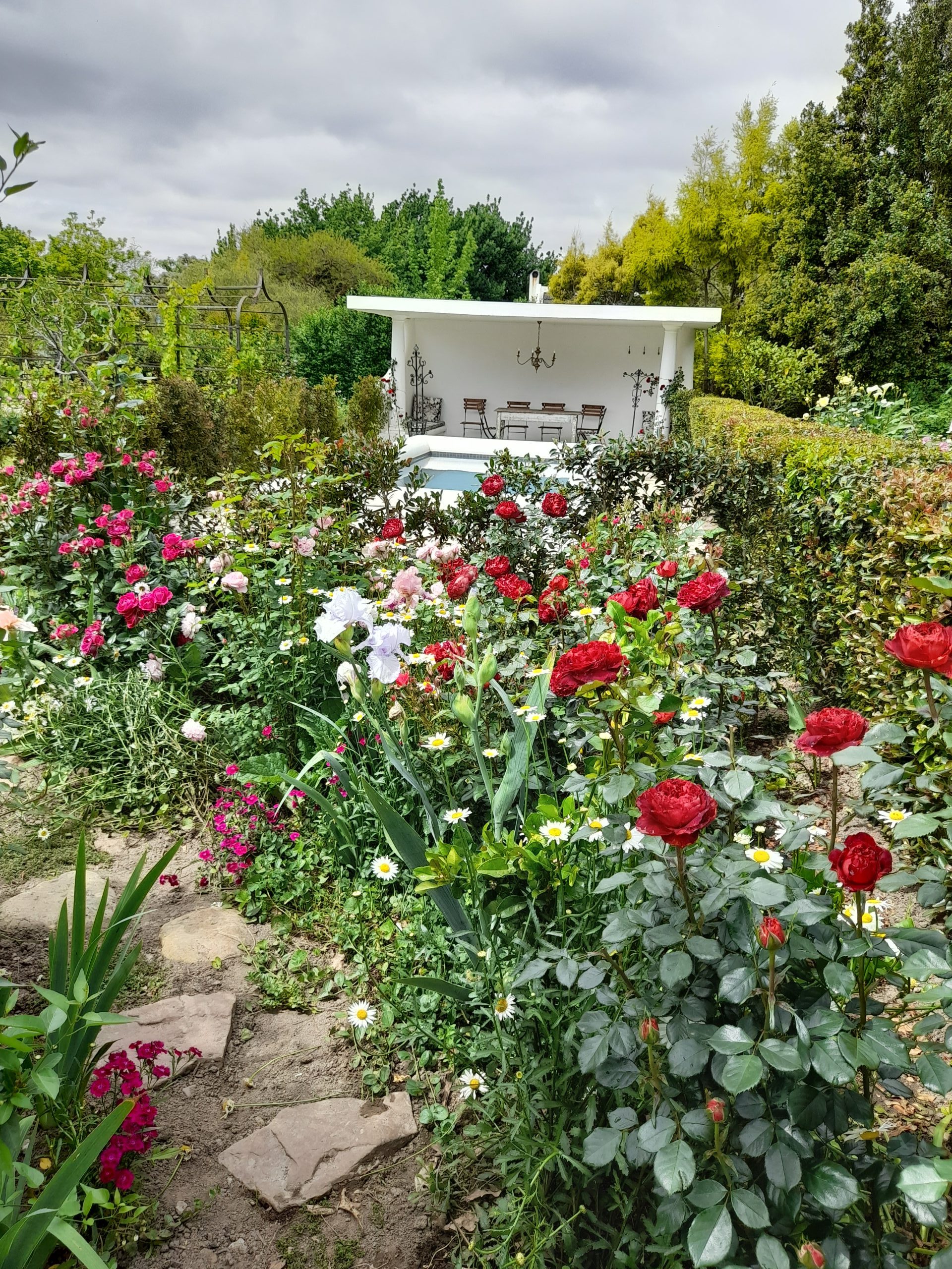 Roses in bloom