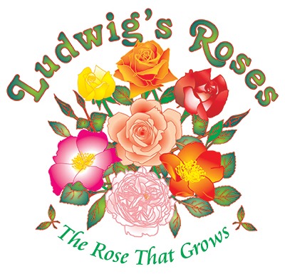 Ludwig's Roses
